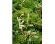 Aruncus aethusifolius  (Noble spirit)