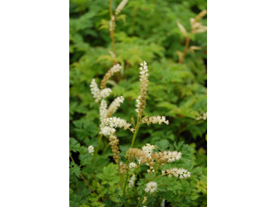 Aruncus aethusifolius