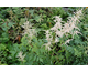 Aruncus dioicus (A. sylvester)