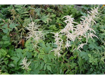Aruncus dioicus (A. sylvester)