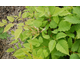 Aruncus sinensis