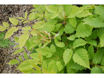 Aruncus sinensis