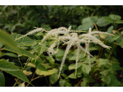 Aruncus sinensis