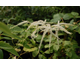 Aruncus sinensis Child of Two Worlds