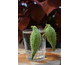 Asclepias syriaca 