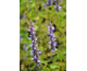 Agastache