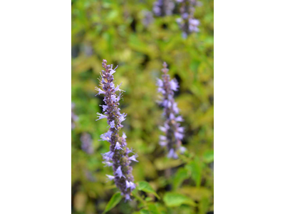 Agastache