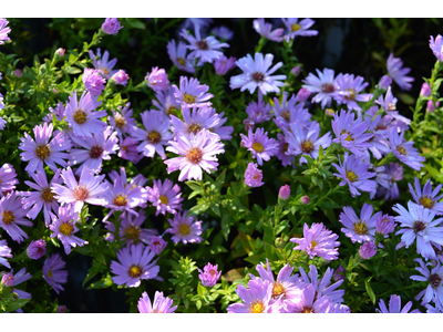 Aster dumosus