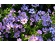 Aster dumosus Herbstgruss von Bresserhof