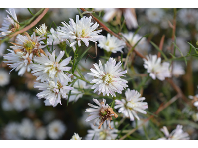 Aster pringlei