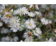 Aster pringlei Double Monte Cassino