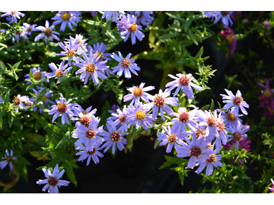 Aster dumosus