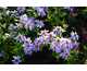 Aster dumosus Prof. Anton Kippenberg