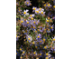 Aster ageratoides Eleven Purple ®