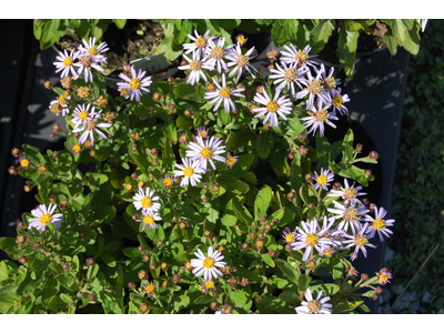 Aster ageratoides