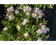 Aster ageratoides Stardust