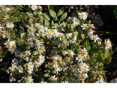 Aster ageratoides