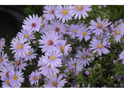 Aster cordifolius