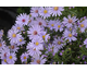 Aster cordifolius Little Carlow