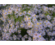 Aster cordifolius Photograph