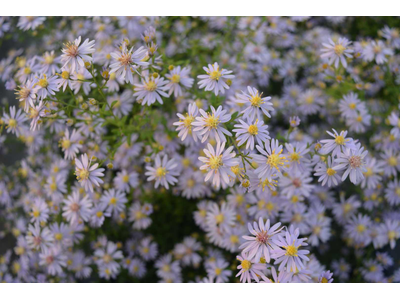 Aster cordifolius