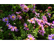 Aster dumosus