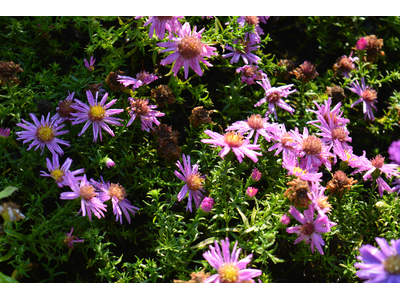 Aster dumosus