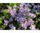 Aster dumosus Aneke