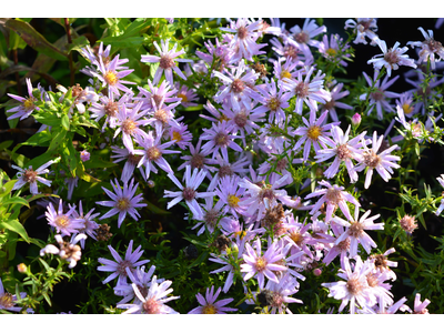 Aster dumosus