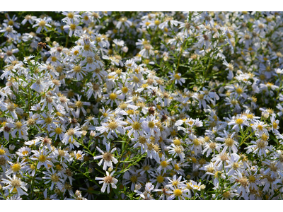 Aster dumosus