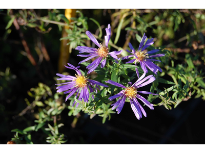 Aster dumosus