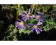 Aster dumosus Blu Laguna