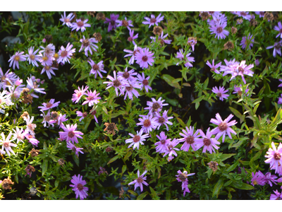 Aster dumosus