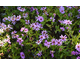 Aster dumosus Jenny