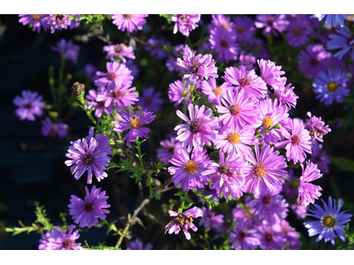 Aster dumosus