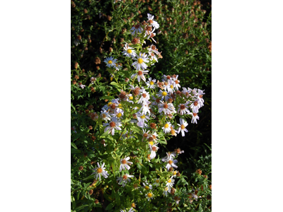 Aster dumosus