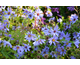 Aster dumosus Lady in Blue