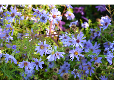 Aster dumosus
