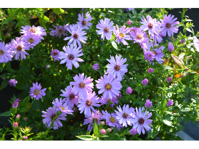 Aster dumosus