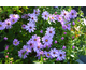 Aster dumosus Rosenwichtel