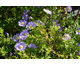 Aster dumosus Wood's Light Blue