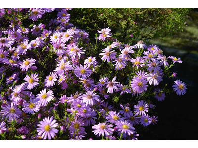 Aster dumosus