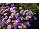 Aster dumosus Wood's Pink