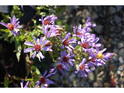 Aster dumosus