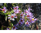 Aster dumosus Wood's Purple