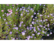 Aster ericoides Blue Wonder