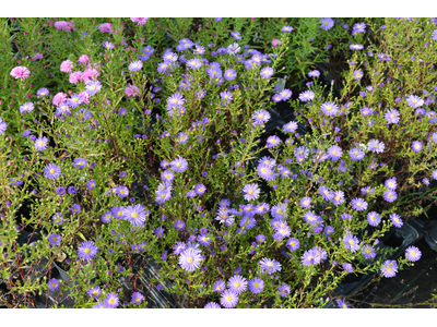 Aster ericoides