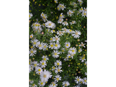 Aster ericoides