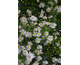 Aster ericoides Pink Cloud