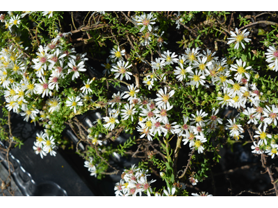 Aster ericoides